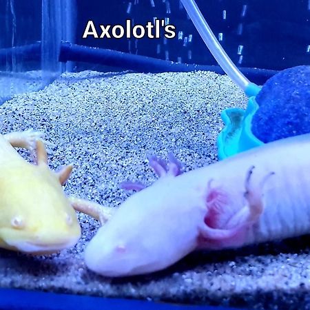 シティ ライツ モーテル トゥイード・ヘッズ エクステリア 写真